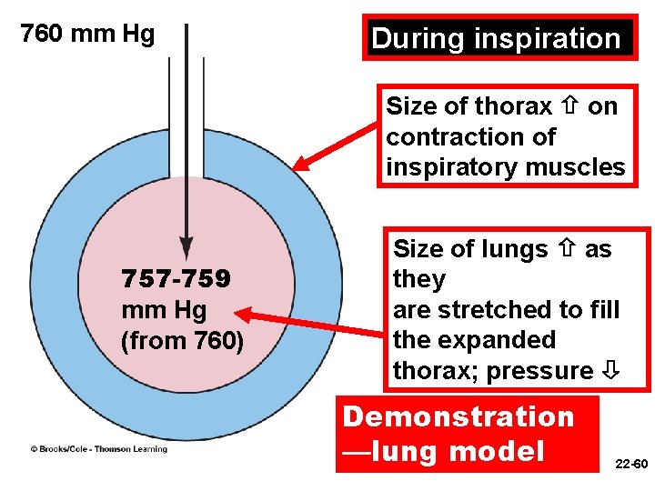 760 mm Hg During inspiration Size of thorax on contraction of inspiratory muscles 757