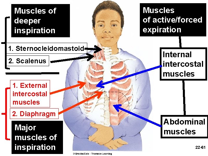 Muscles of deeper inspiration 1. Sternocleidomastoid 2. Scalenus Muscles of active/forced expiration Internal intercostal