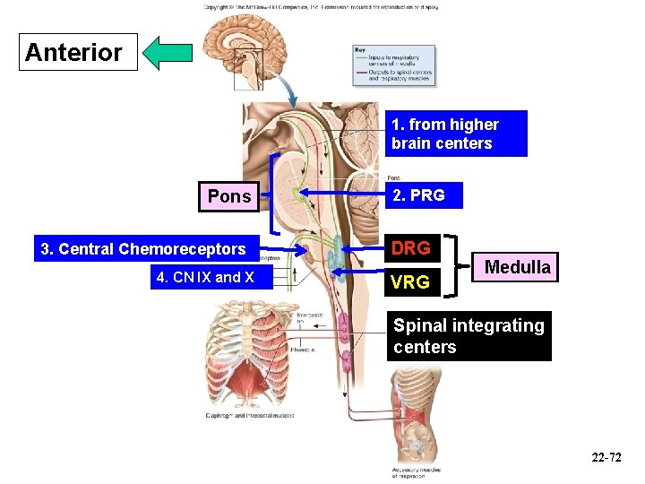 Anterior 1. from higher brain centers Pons 3. Central Chemoreceptors 4. CN IX and