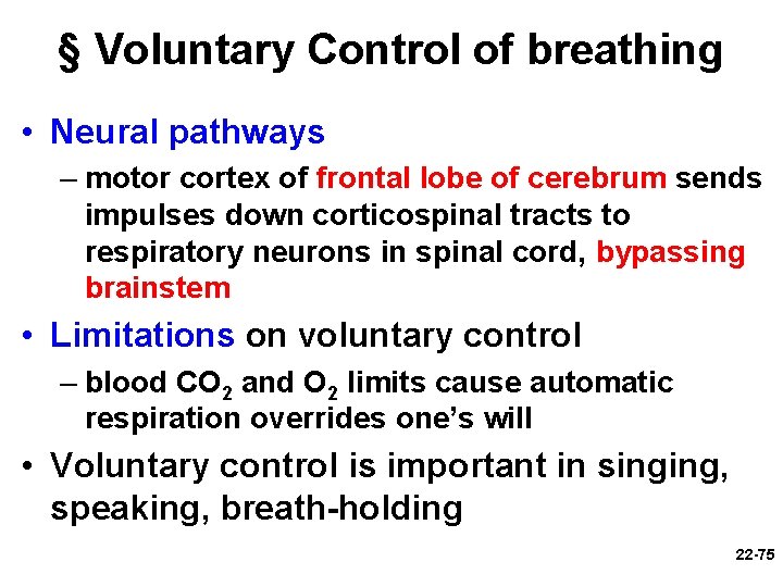 § Voluntary Control of breathing • Neural pathways – motor cortex of frontal lobe