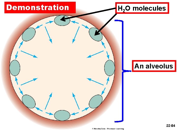 Demonstration H 2 O molecules An alveolus 22 -84 