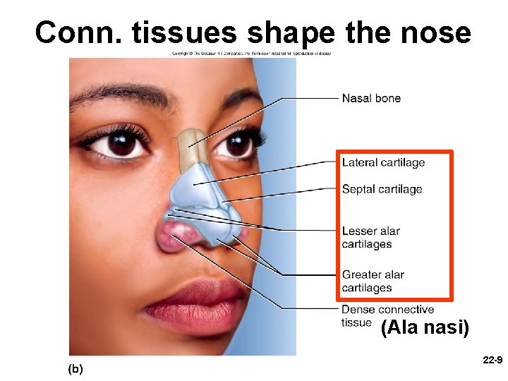 Conn. tissues shape the nose (Ala nasi) 22 -9 