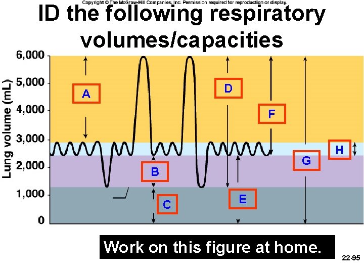 ID the following respiratory volumes/capacities D A F G B C H E Work