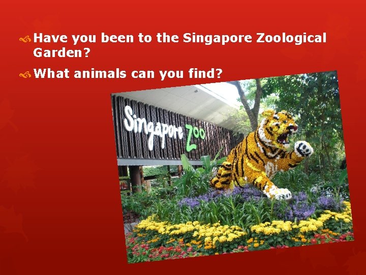  Have you been to the Singapore Zoological Garden? What animals can you find?