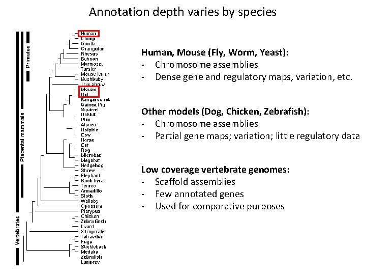 Annotation depth varies by species Human, Mouse (Fly, Worm, Yeast): - Chromosome assemblies -