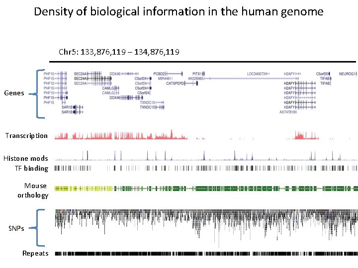 Density of biological information in the human genome Chr 5: 133, 876, 119 –