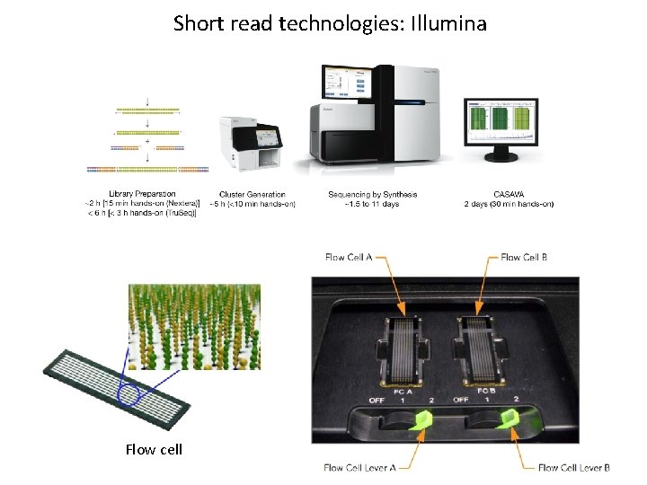Short read technologies: Illumina Flow cell 