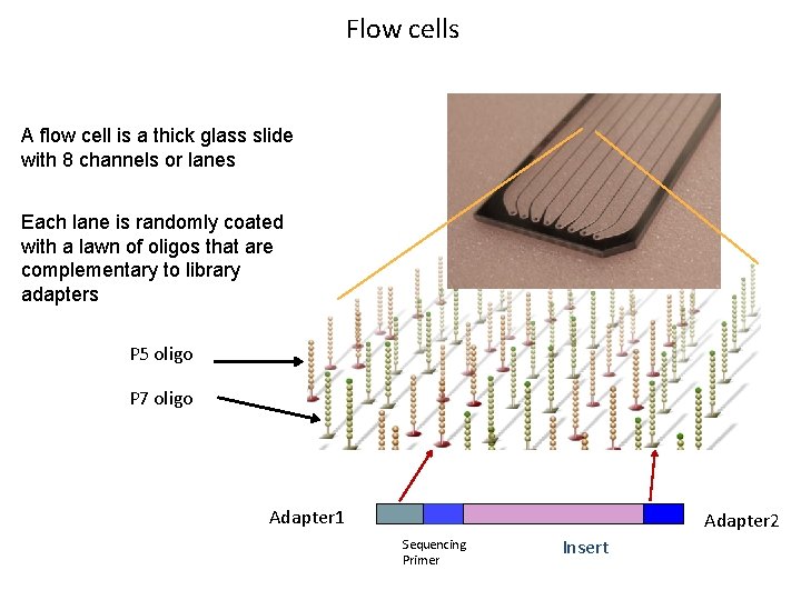 Flow cells A flow cell is a thick glass slide with 8 channels or