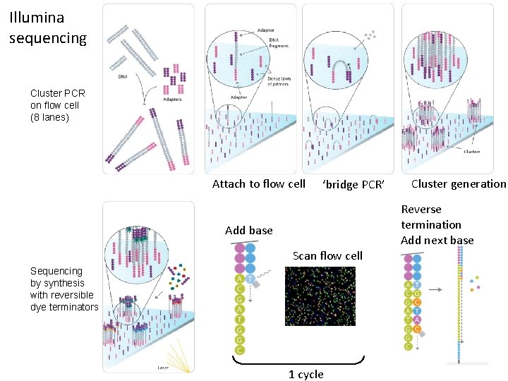 Illumina sequencing Cluster PCR on flow cell (8 lanes) Attach to flow cell ‘bridge