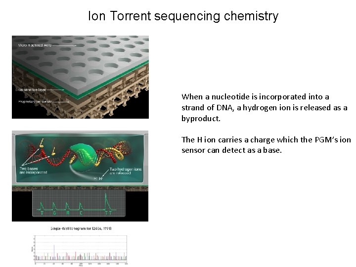 Ion Torrent sequencing chemistry When a nucleotide is incorporated into a strand of DNA,