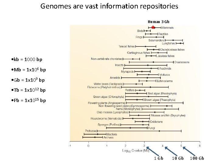 Genomes are vast information repositories Human 3 Gb • kb = 1000 bp •