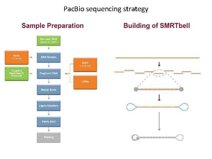 Pac. Bio sequencing strategy 
