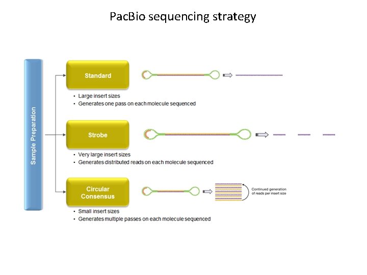 Pac. Bio sequencing strategy 