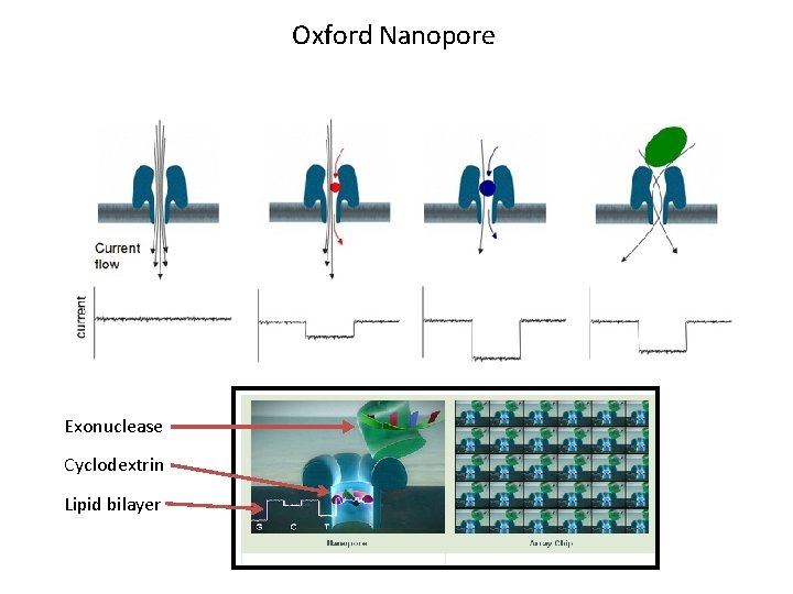 Oxford Nanopore Exonuclease Cyclodextrin Lipid bilayer 