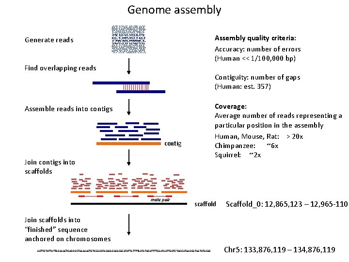 Genome assembly Assembly quality criteria: Accuracy: number of errors (Human << 1/100, 000 bp)