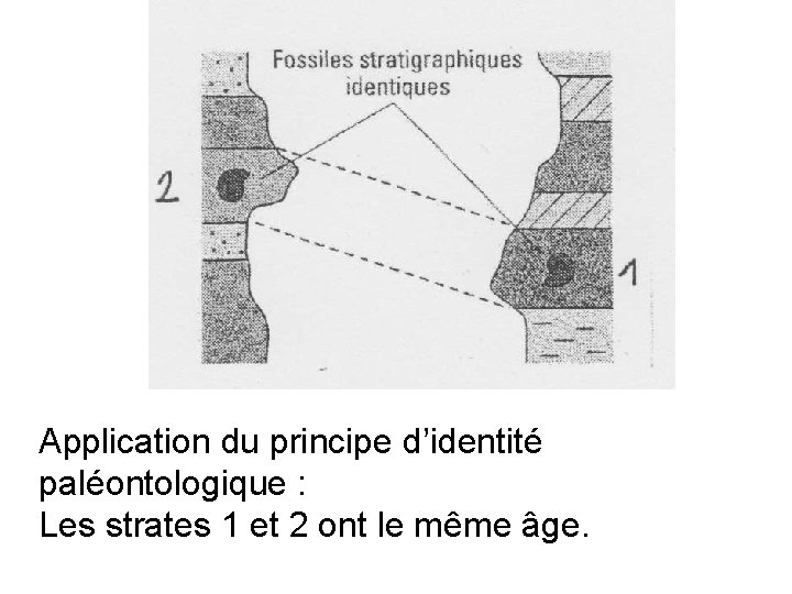 Application du principe d’identité paléontologique : Les strates 1 et 2 ont le même