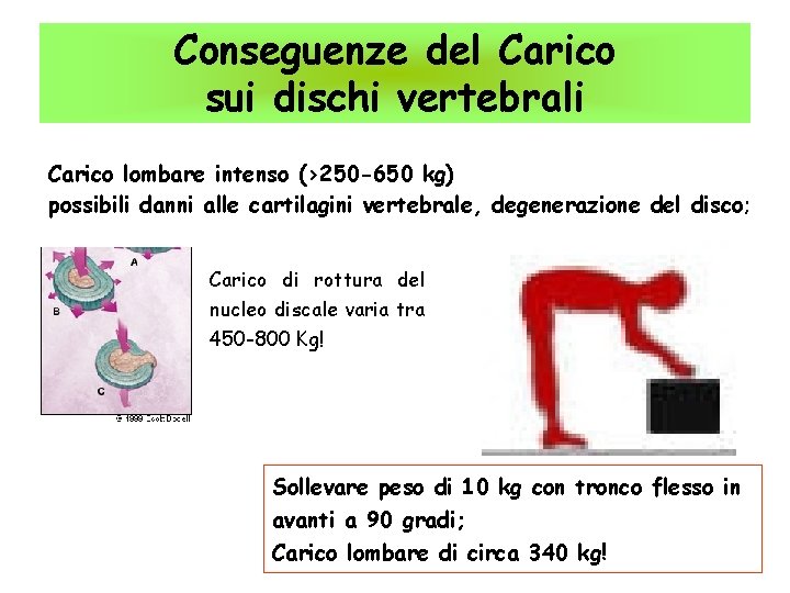 Conseguenze del Carico sui dischi vertebrali Carico lombare intenso (>250 -650 kg) possibili danni