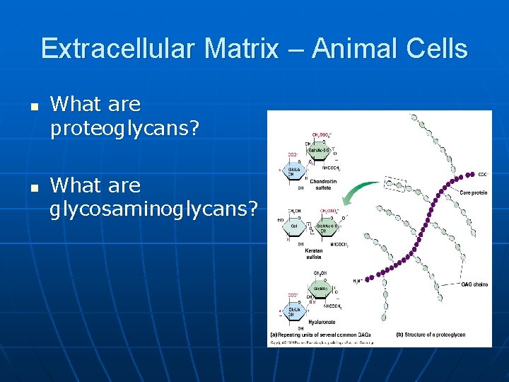 Extracellular Matrix – Animal Cells n n What are proteoglycans? What are glycosaminoglycans? 