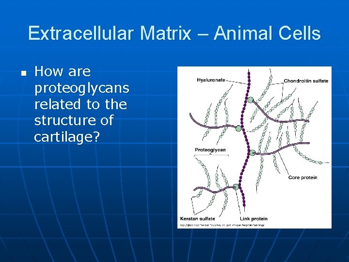 Extracellular Matrix – Animal Cells n How are proteoglycans related to the structure of