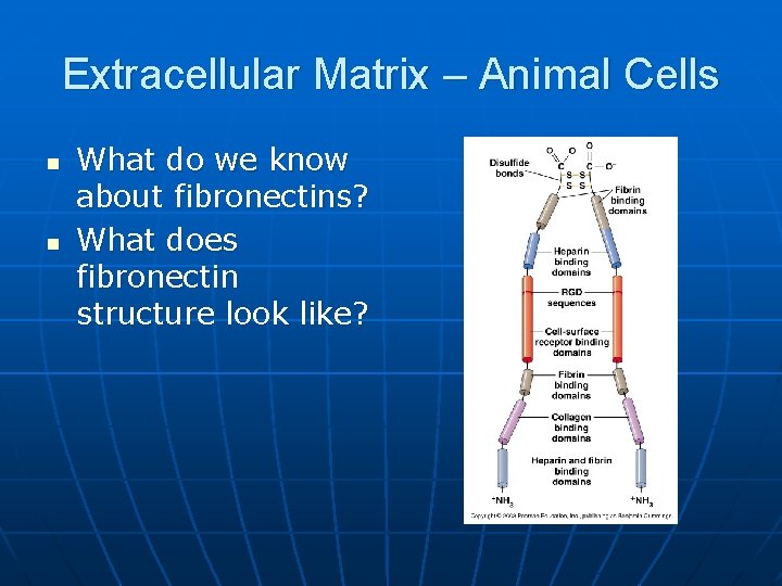 Extracellular Matrix – Animal Cells n n What do we know about fibronectins? What