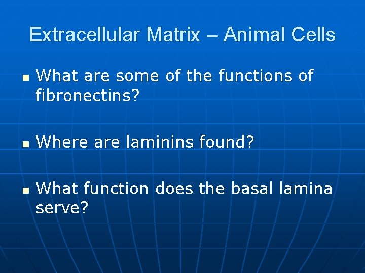 Extracellular Matrix – Animal Cells n n n What are some of the functions