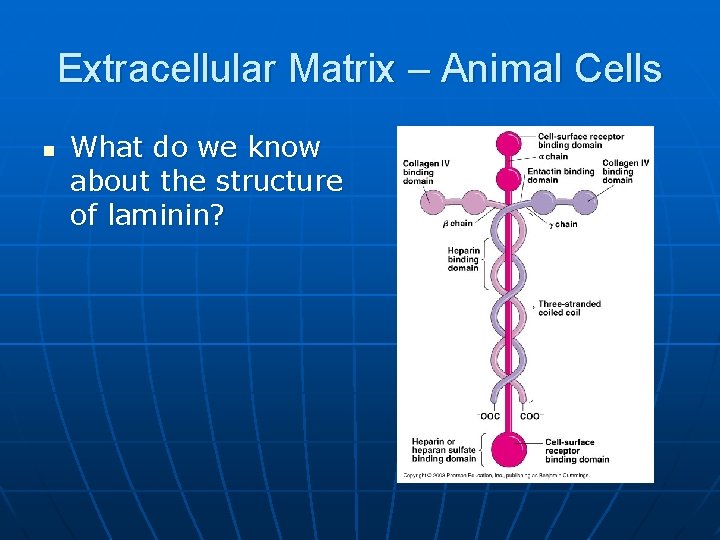 Extracellular Matrix – Animal Cells n What do we know about the structure of