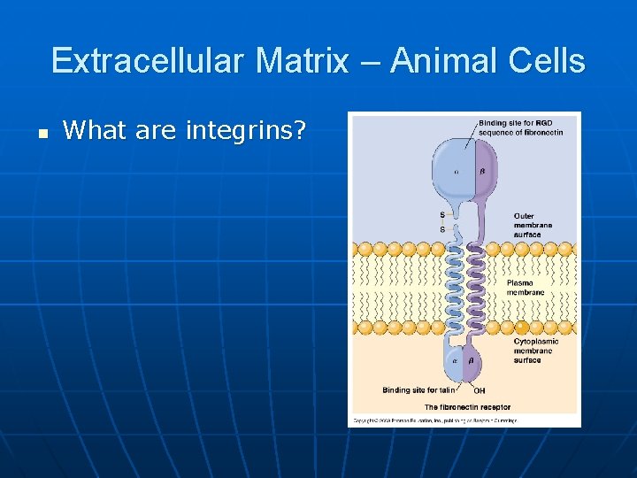 Extracellular Matrix – Animal Cells n What are integrins? 