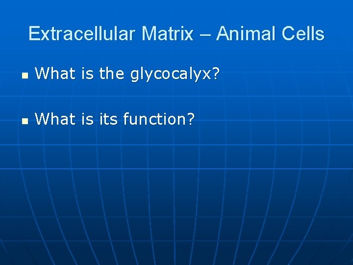 Extracellular Matrix – Animal Cells n What is the glycocalyx? n What is its