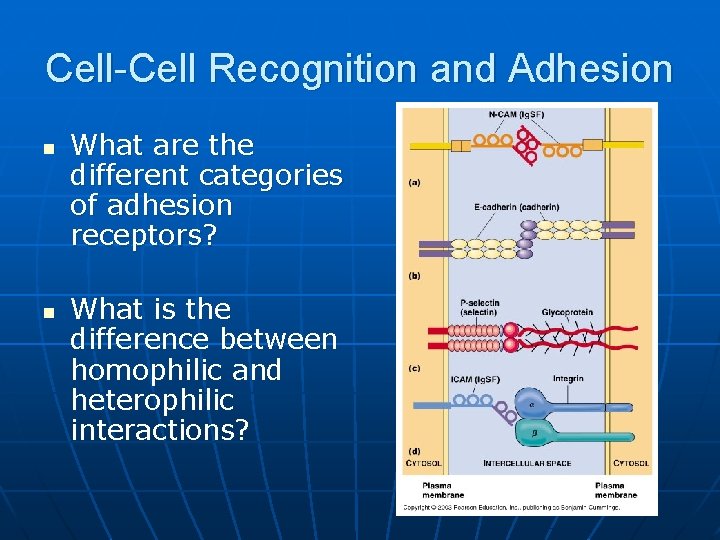 Cell-Cell Recognition and Adhesion n n What are the different categories of adhesion receptors?