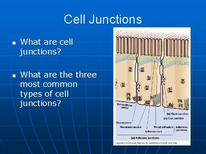 Cell Junctions n n What are cell junctions? What are three most common types
