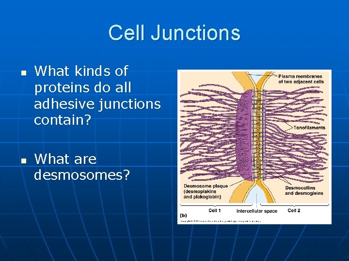 Cell Junctions n n What kinds of proteins do all adhesive junctions contain? What