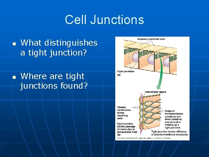 Cell Junctions n n What distinguishes a tight junction? Where are tight junctions found?