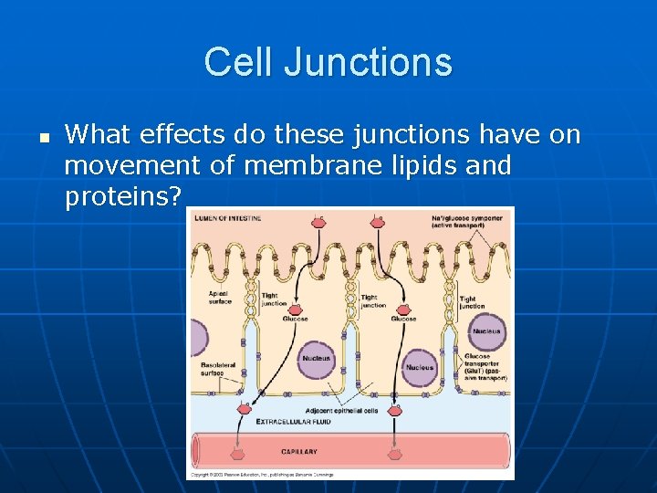 Cell Junctions n What effects do these junctions have on movement of membrane lipids