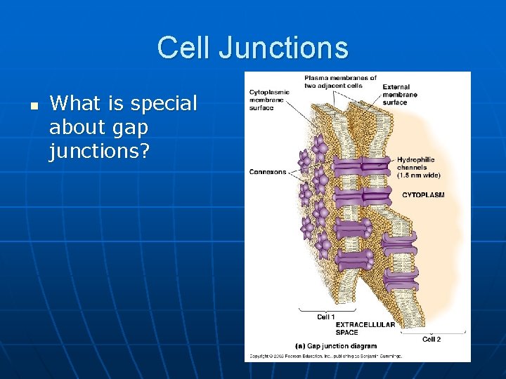 Cell Junctions n What is special about gap junctions? 