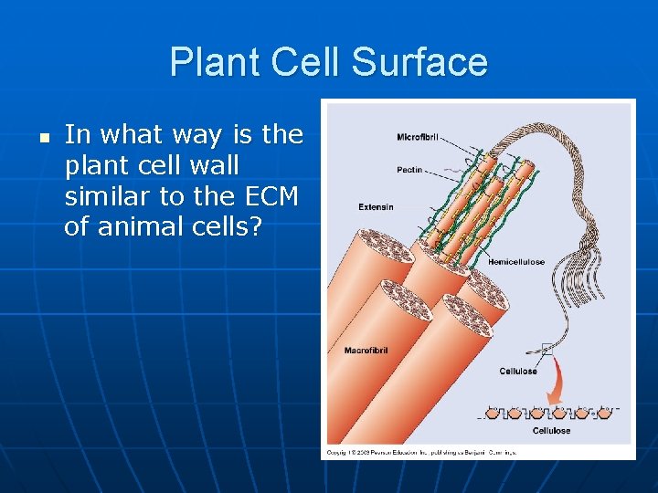 Plant Cell Surface n In what way is the plant cell wall similar to