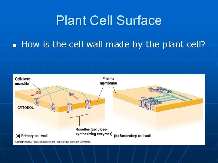 Plant Cell Surface n How is the cell wall made by the plant cell?