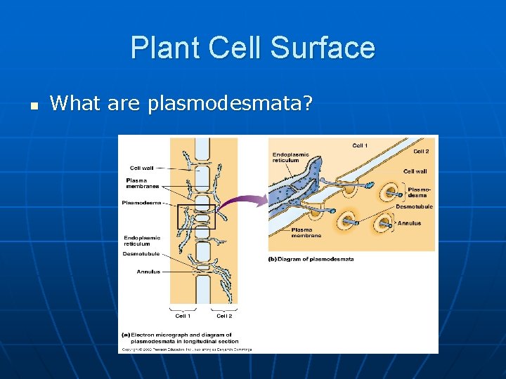 Plant Cell Surface n What are plasmodesmata? 