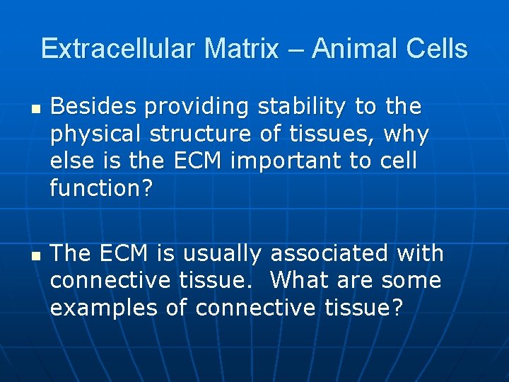 Extracellular Matrix – Animal Cells n n Besides providing stability to the physical structure