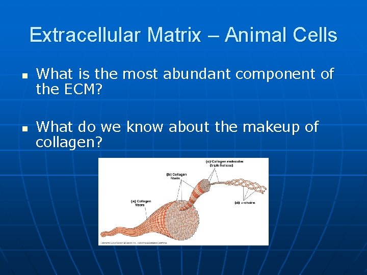 Extracellular Matrix – Animal Cells n n What is the most abundant component of