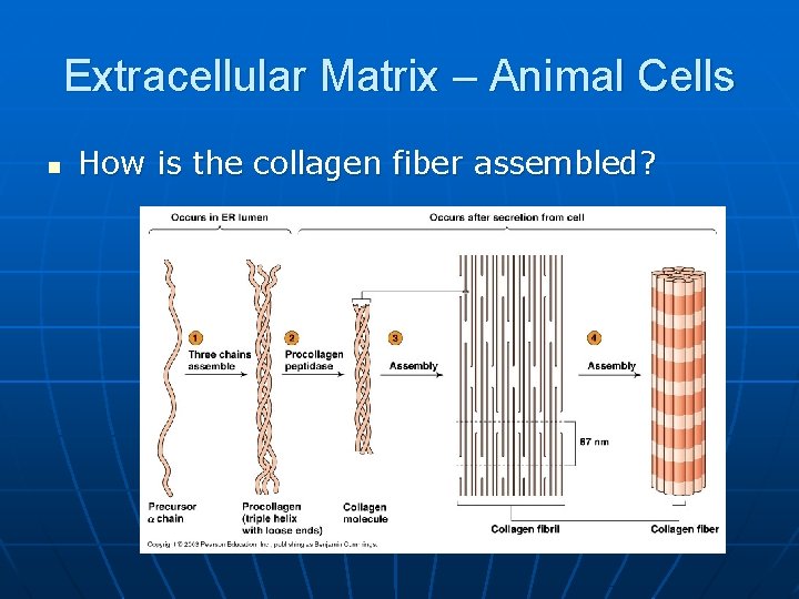 Extracellular Matrix – Animal Cells n How is the collagen fiber assembled? 