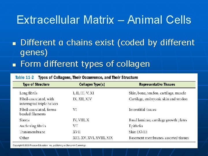 Extracellular Matrix – Animal Cells n n Different α chains exist (coded by different