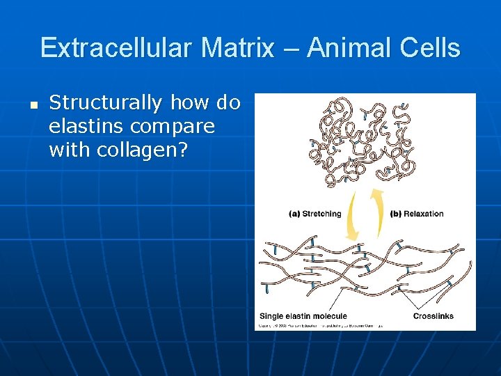 Extracellular Matrix – Animal Cells n Structurally how do elastins compare with collagen? 