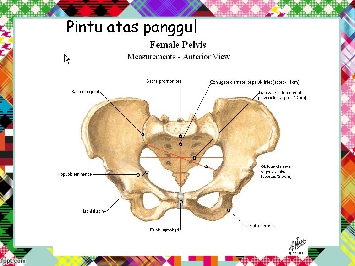 Pintu atas panggul 