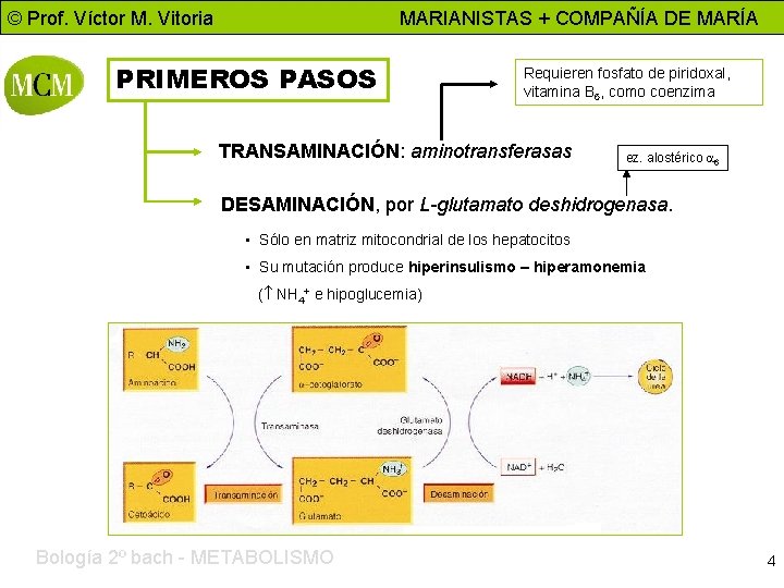 © Prof. Víctor M. Vitoria MARIANISTAS + COMPAÑÍA DE MARÍA PRIMEROS PASOS Requieren fosfato