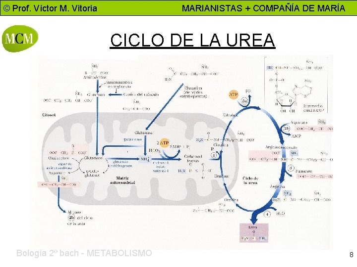 © Prof. Víctor M. Vitoria MARIANISTAS + COMPAÑÍA DE MARÍA CICLO DE LA UREA © Prof. Víctor M. Vitoria MARIANISTAS + COMPAÑÍA DE MARÍA CICLO DE LA UREA