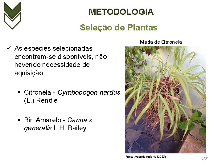 METODOLOGIA Seleção de Plantas ü As espécies selecionadas encontram-se disponíveis, não havendo necessidade de