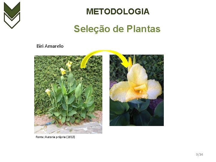 METODOLOGIA Seleção de Plantas Biri Amarelo Fonte: Autoria própria (2013) 9/34 