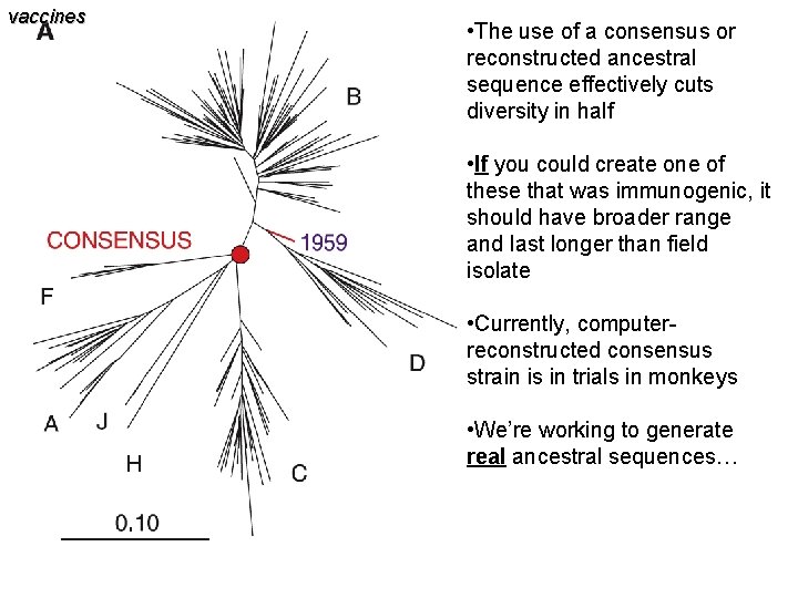 vaccines • The use of a consensus or reconstructed ancestral sequence effectively cuts diversity vaccines • The use of a consensus or reconstructed ancestral sequence effectively cuts diversity