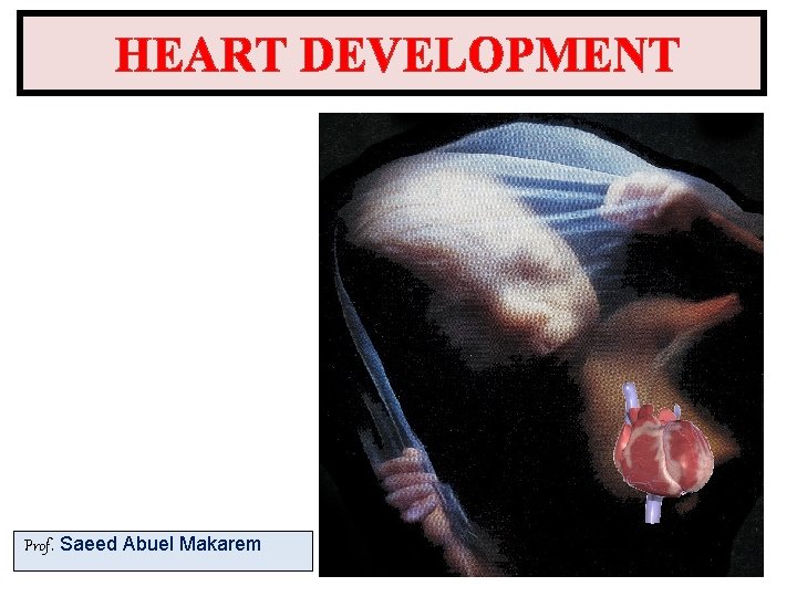 HEART DEVELOPMENT Prof. Saeed Abuel Makarem 