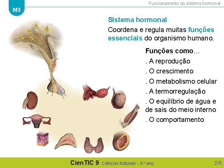 Funcionamento do sistema hormonal M 3 Sistema hormonal Coordena e regula muitas funções essenciais